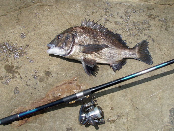 チニングはどんな釣り?ロッドの特徴は?