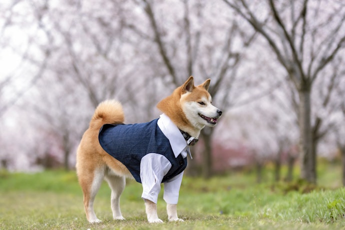 2023年】柴犬用の服のおすすめ人気ランキング38選 | mybest
