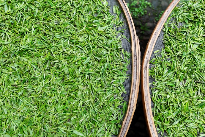 かぶせ茶とは?煎茶や玉露と何が違う?