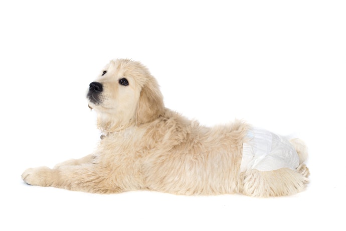 犬用オムツは必要?老犬はいつから使う?