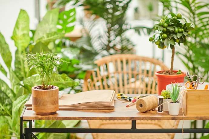 小さくてもおしゃれ!小さい観葉植物の魅力とは?