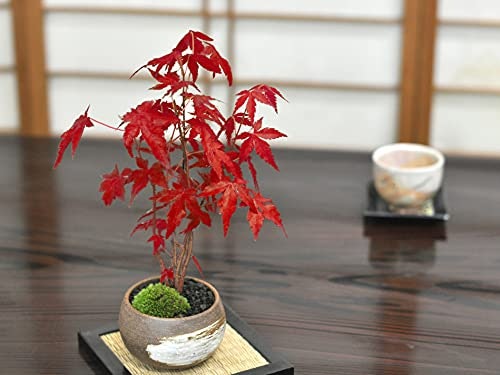 趣味やプレゼントにぴったり!ミニ盆栽の魅力とは?