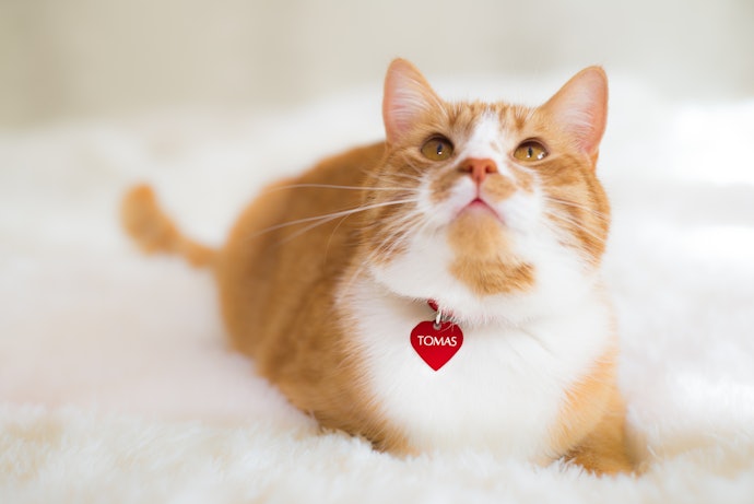 脱走時や災害時に活躍!猫用迷子札の必要性は?