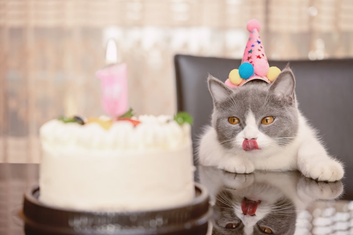 猫用ケーキとは?どんな特徴がある?