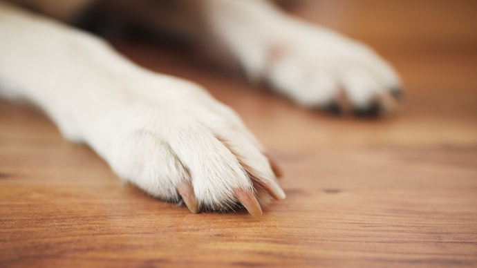 犬用フローリングマットは必要?