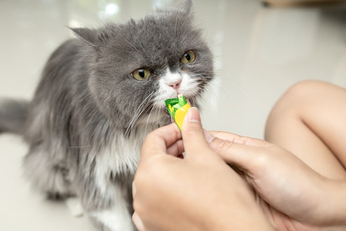 子猫におやつは必要?いつからあげてもよい?