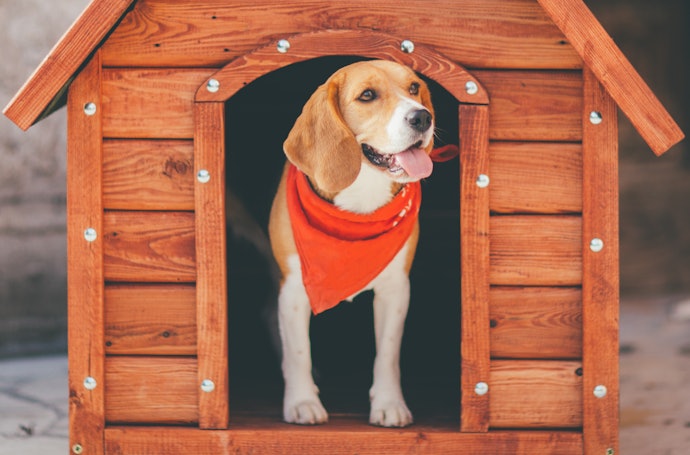 愛犬が落ち着いて過ごせる!犬小屋は必要?