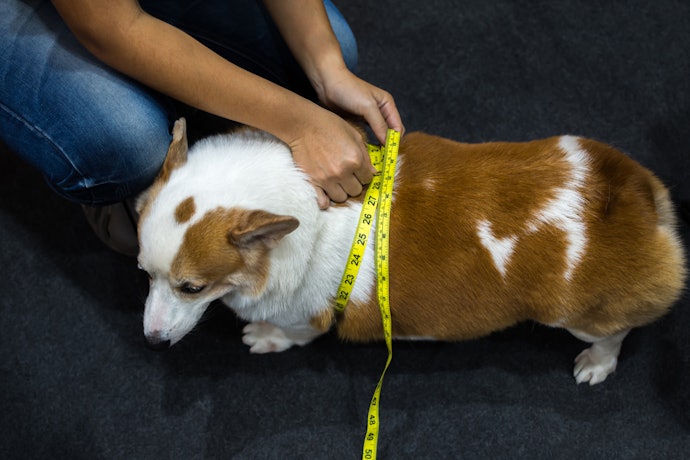 犬の冬服を用意するメリットは?正しいサイズの測り方は?