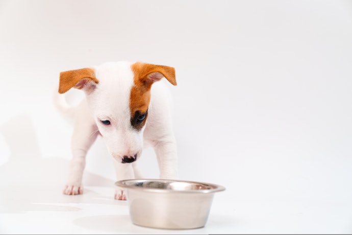 犬が水入れをひっくり返す原因は?対処方法はある?