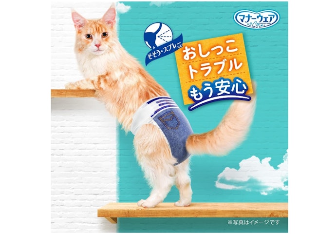 猫におむつが必要なのはどんなとき?変える頻度は?