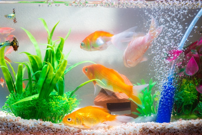 金魚飼育の必需品!エアストーンの役割