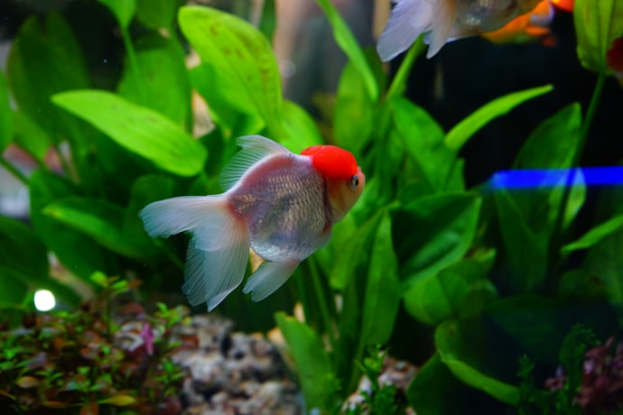 金魚の飼育水槽に水草は必要?