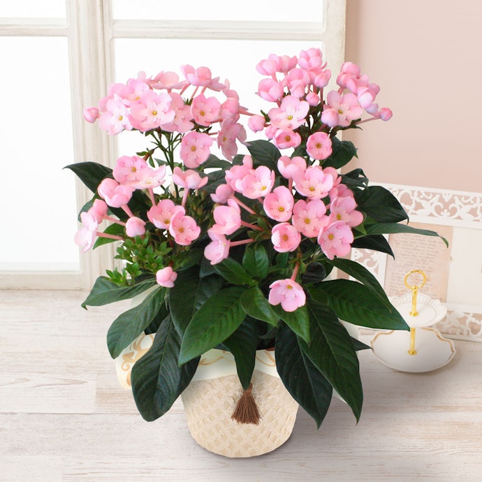 鉢植えは喜んでもらえる?どんなときに向いている?