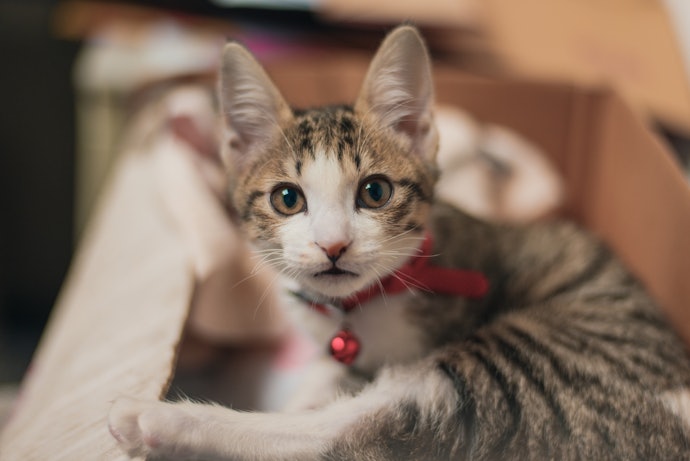 おしゃれ以外にも!子猫に首輪は必要?
