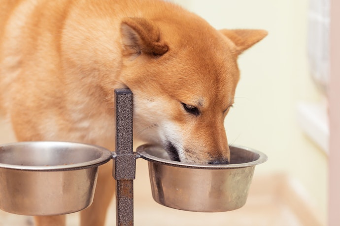 柴犬向けのドッグフードの特徴は?全犬種用との違いは?