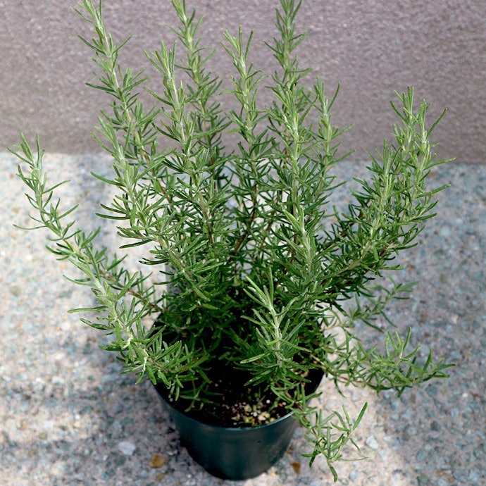 香りだけじゃない!ハーブとはどんな植物?