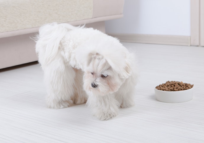 子犬がごはんを食べなくてもおやつで代用するのはNG!