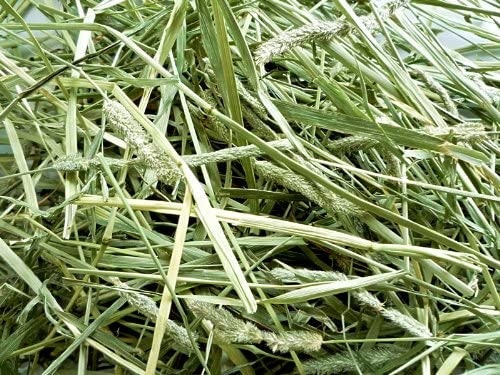 うさぎに与える牧草の量は?