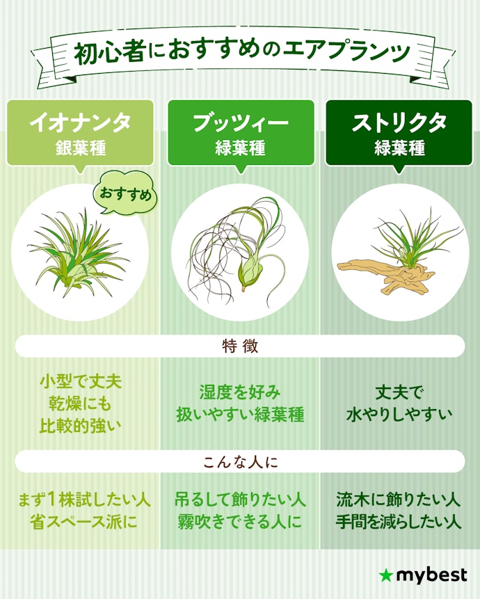 【結論】迷ったらこれ!初めてのエアプランツにおすすめの品種