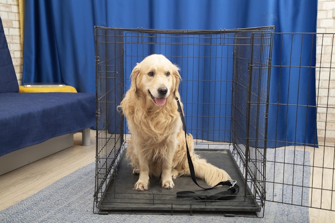 大型犬にもケージが必要?使用するメリットは?