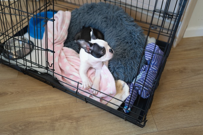 中型犬に屋根付きのケージが必要な理由とは?