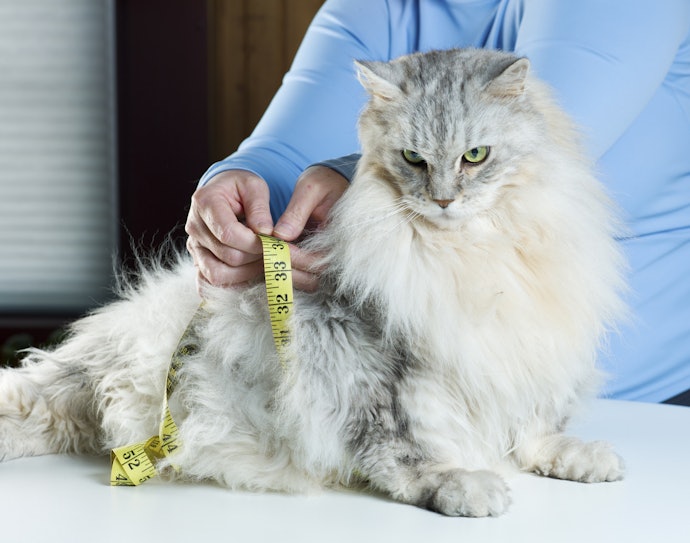 愛猫のおむつ選びに重要なサイズの測り方は?