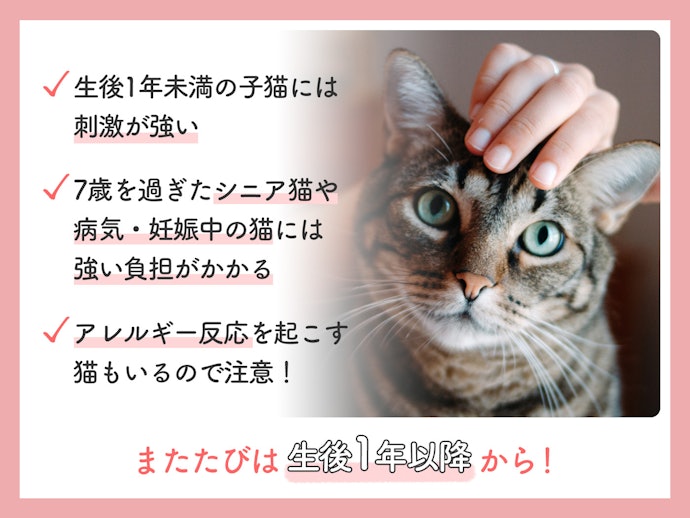 またたびはいつから与えてもよい?