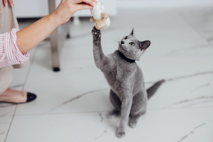 猫用おもちゃは必要?