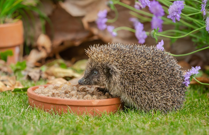 ハリネズミは何を食べる?餌を食べない原因は?