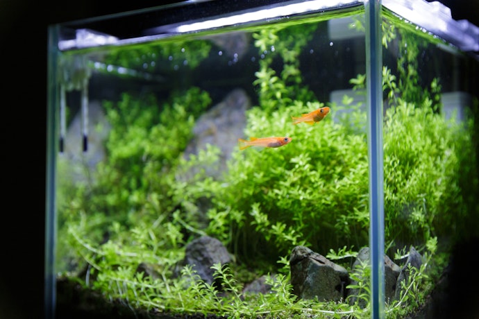 メダカ水槽に水草は必要?