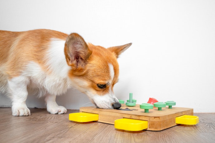 犬用知育玩具とは?どんなメリットがある?