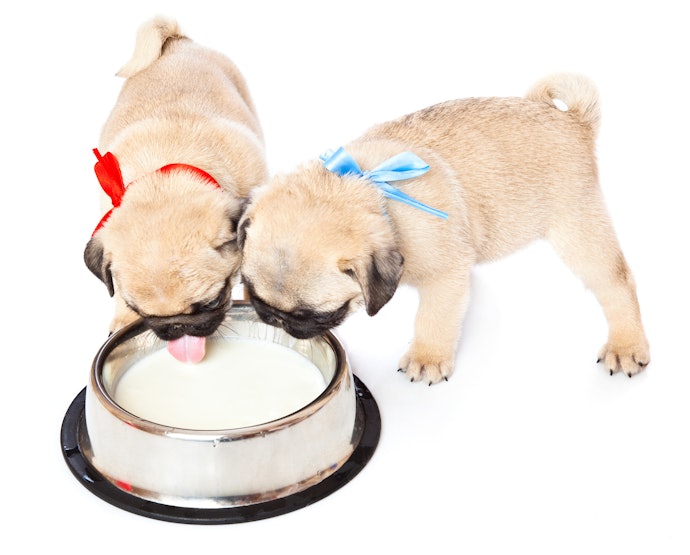 犬にミルクは必要?いつまで飲ませたらよい?