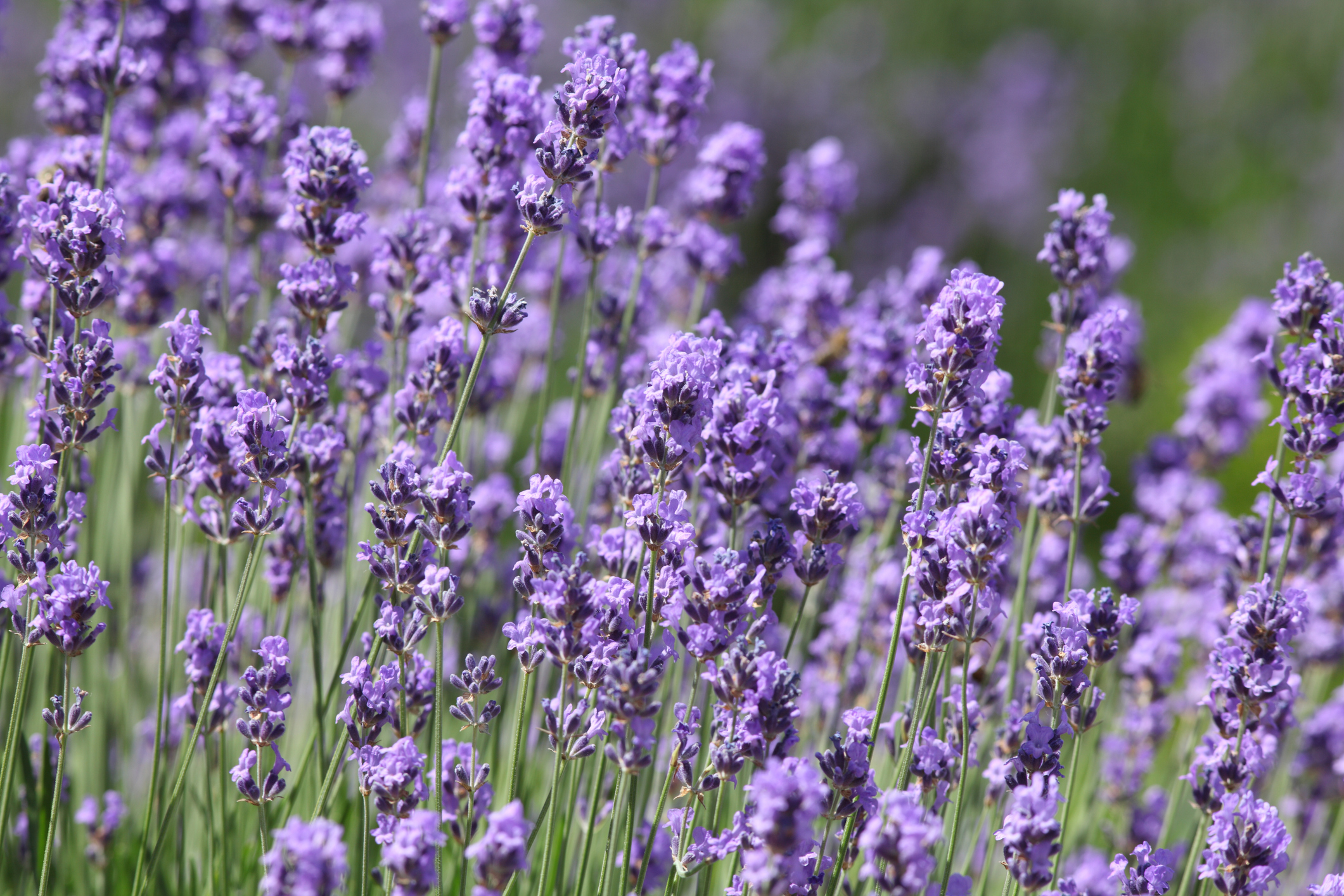 ラベンダーの香水のおすすめ人気ランキング【2025年12月】 | マイベスト