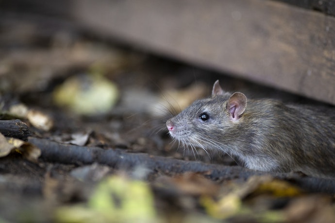 ネズミ忌避剤のメリットとは?殺鼠剤と何が違うの?