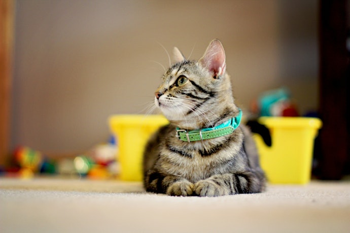 室内飼い猫にも首輪は必要?