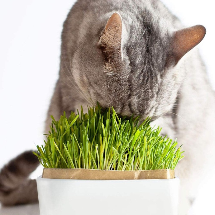 猫草はいつからあげてよい?与え方は?