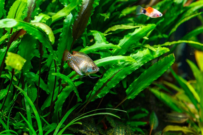 熱帯魚水槽に水草は必要?メリットはある?