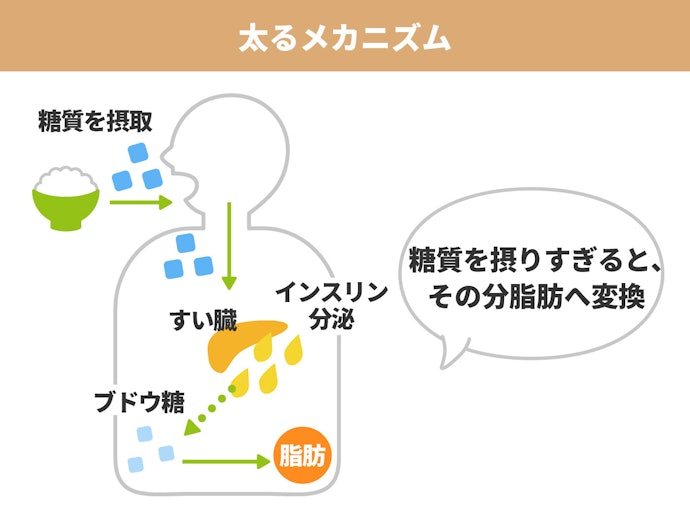 糖質カットサプリはどんな効果があるの?なぜ糖質で肥満になるの?