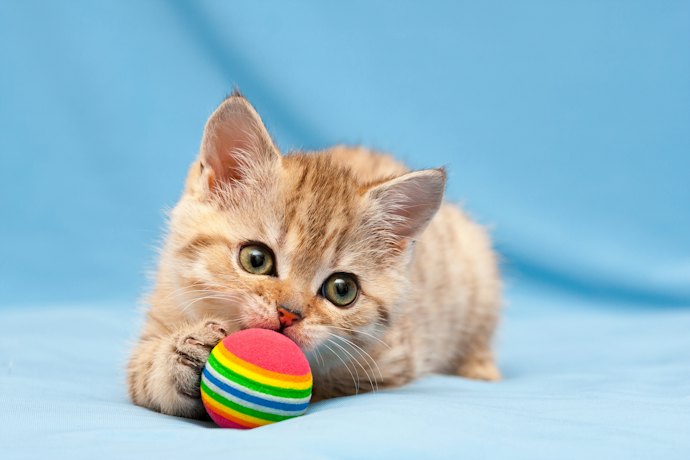 子猫におもちゃは本当に必要?与えるのはいつから?