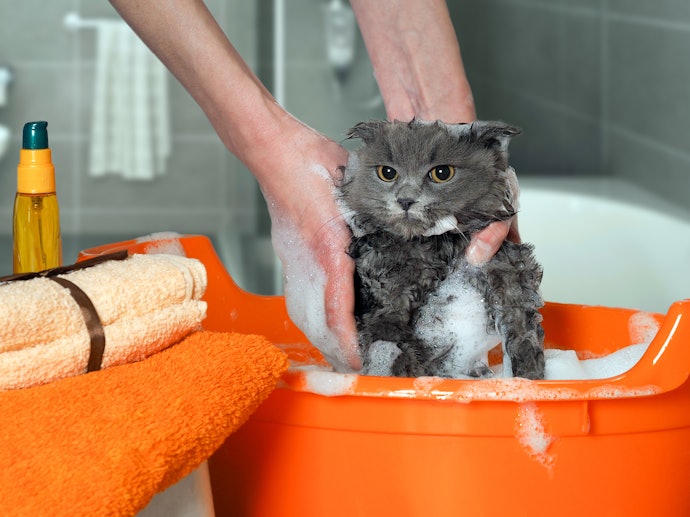 猫にシャンプーは必要?頻度の目安はある?
