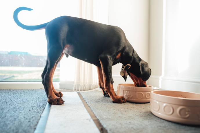 犬用早食い防止食器のメリットは?
