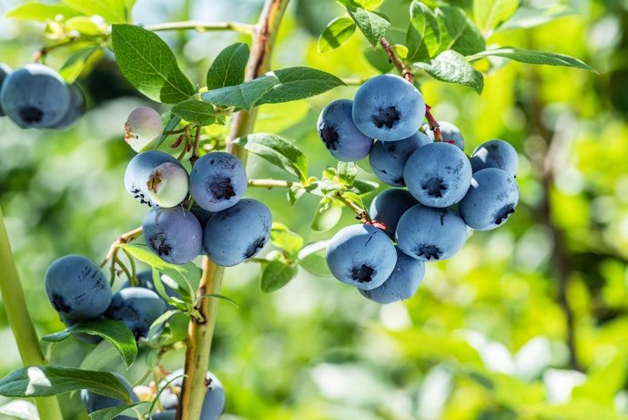 ブルーベリーを食べるとどんな効果があるの?含まれる成分は?