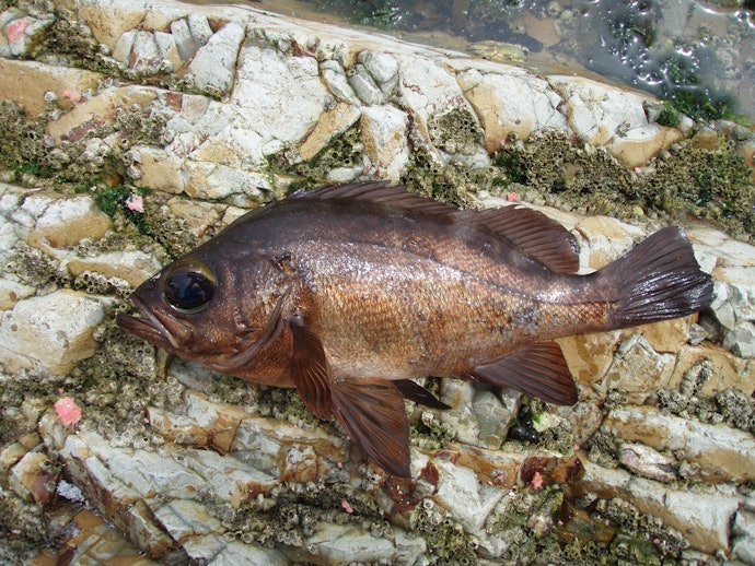 メバリングとはどんな釣り?専用のラインは必要?