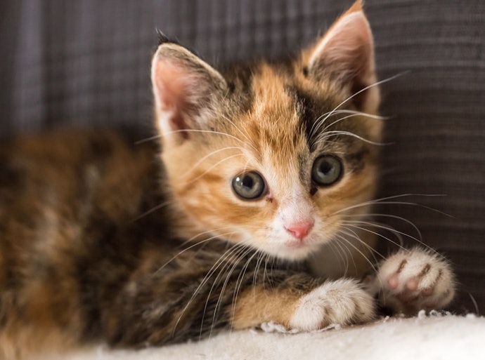子猫にケージは必要?