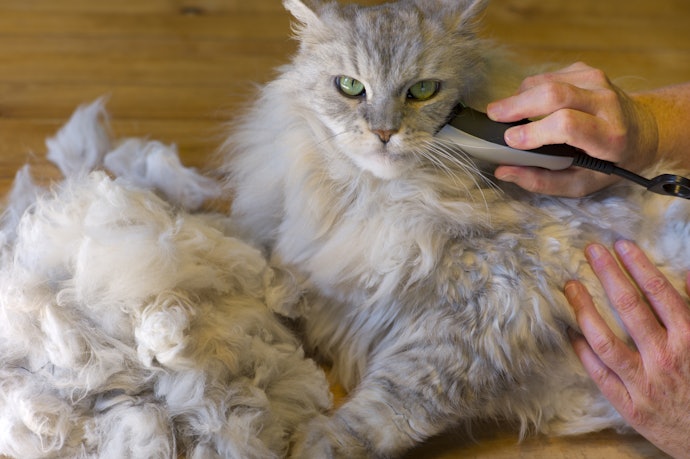 猫用バリカンは必要?人間用で代用できる?