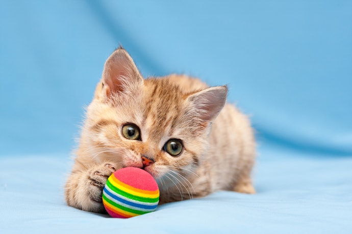 子猫におもちゃは本当に必要?与えるのはいつから?