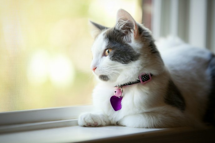 猫用首輪におしゃれさは必要?