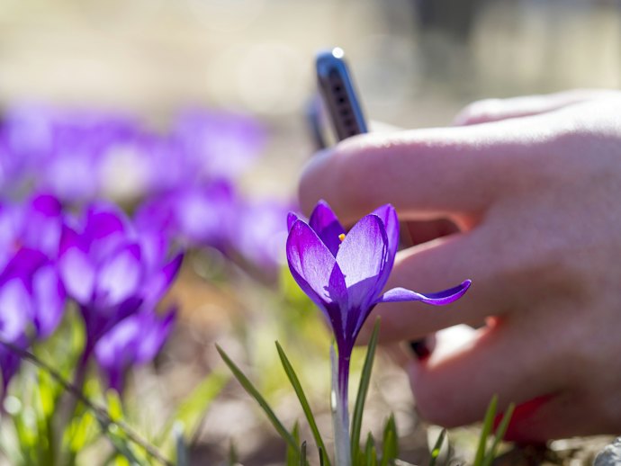 花や野草を簡単に検索できる!植物図鑑アプリとは?