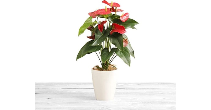 においを減らしたいなら消臭効果のある観葉植物を選ぼう
