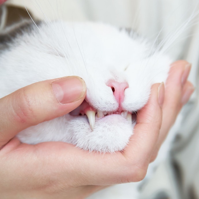 ヘッドが小さく毛先が細い歯ブラシがおすすめ